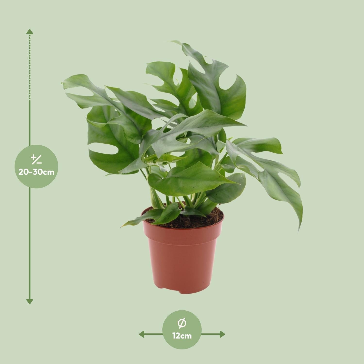 green-guardia-unsere-pflanzen-monstera-minima-zimmerpflanze-25cm-pflegeleicht image 2