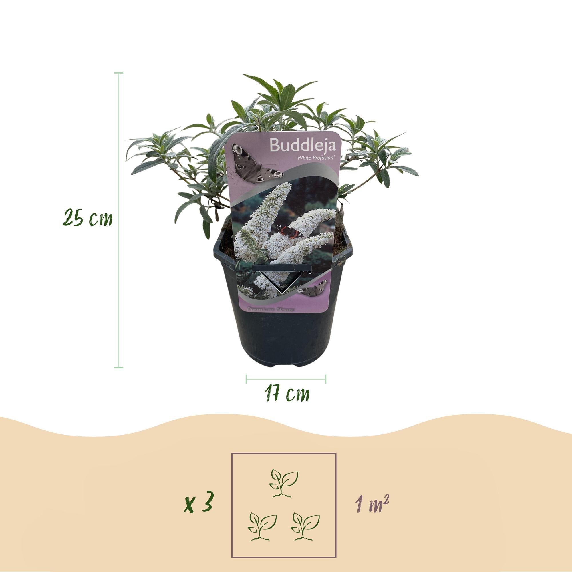 green-guardia-unsere-pflanzen-white-profusion-strauch-17cm-wei image 2