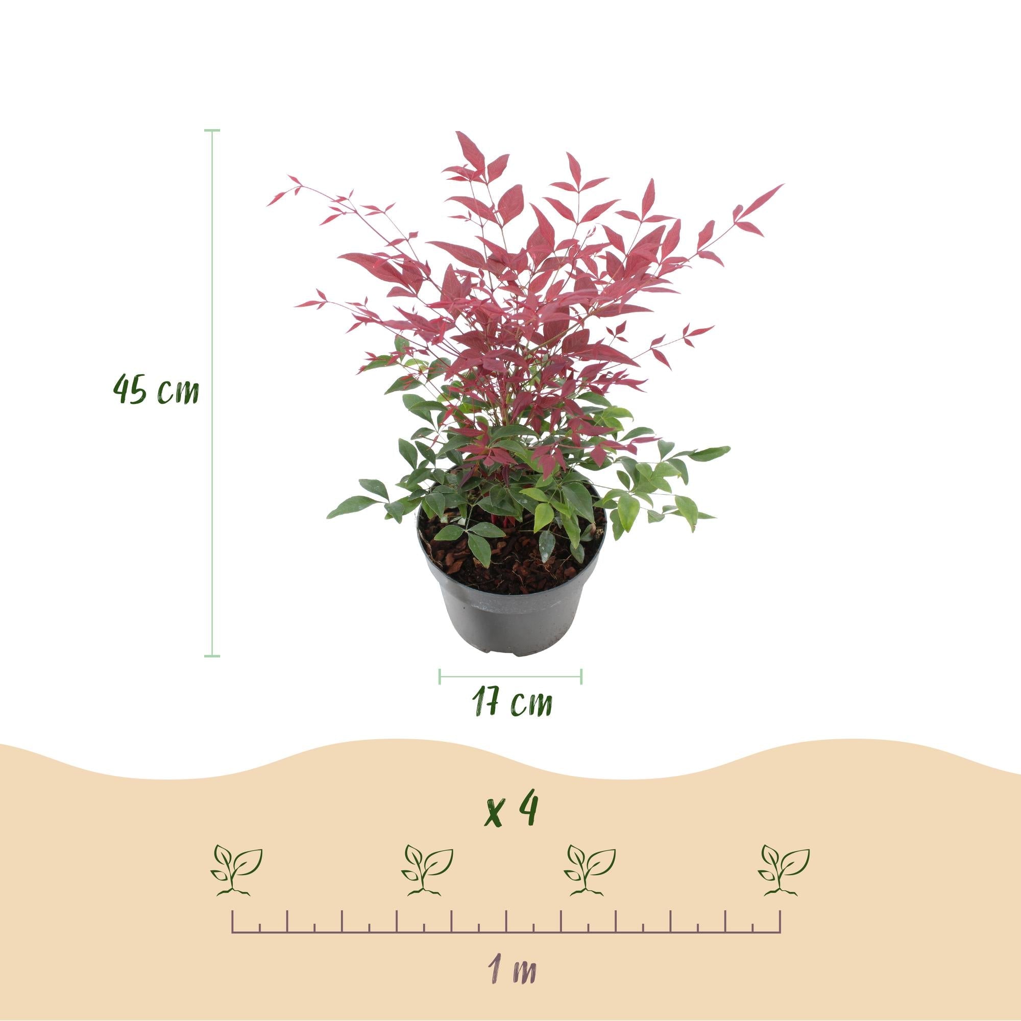 green-guardia-unsere-pflanzen-nandina-tricolour-zierstrauch-45cm image 2