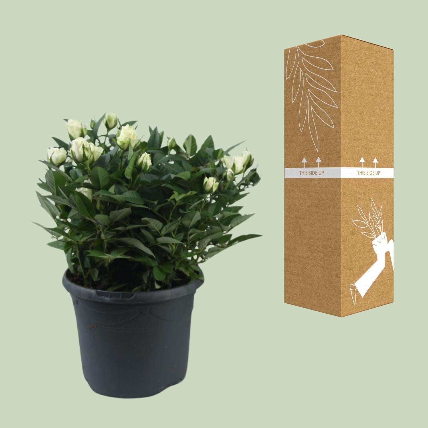 green-guardia-unsere-pflanzen-jewel-patio-white-rose-17-cm-wei image 3