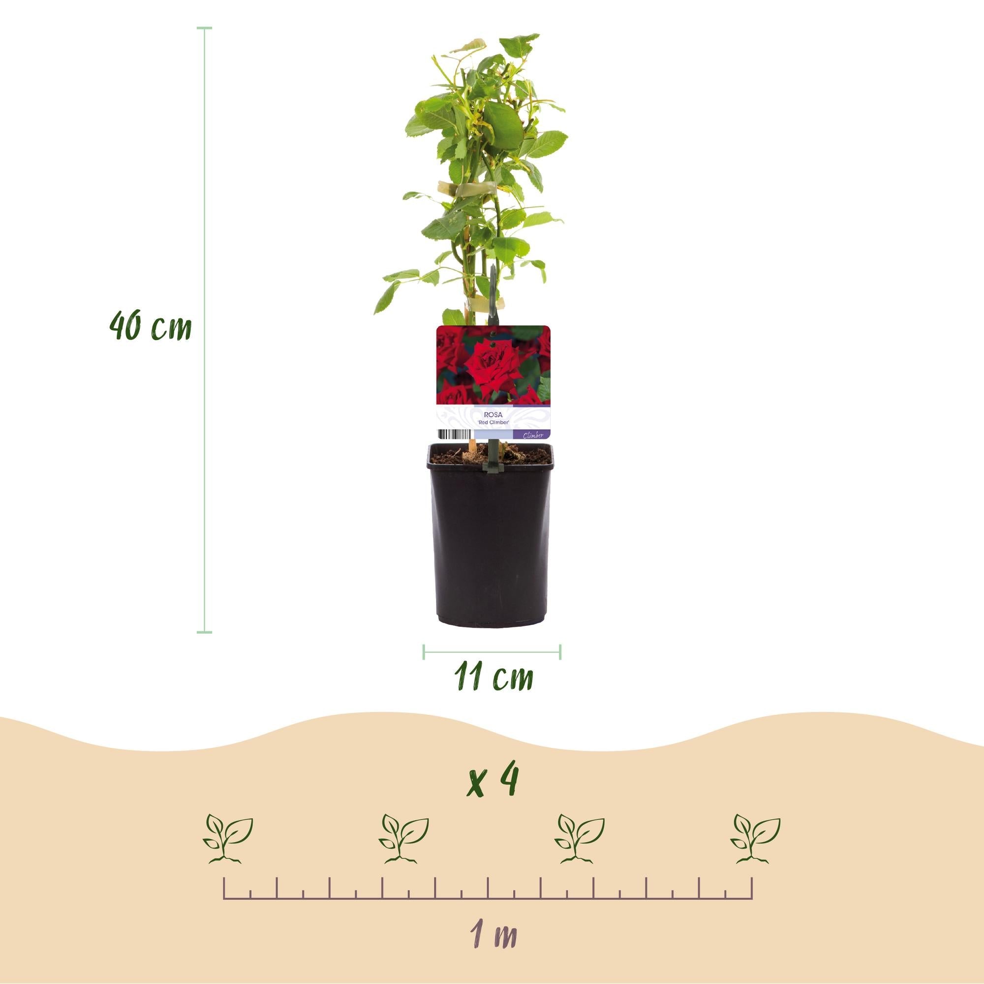 green-guardia-red-climber-kletterrose-rot-2-pflanzen-11cm image 2