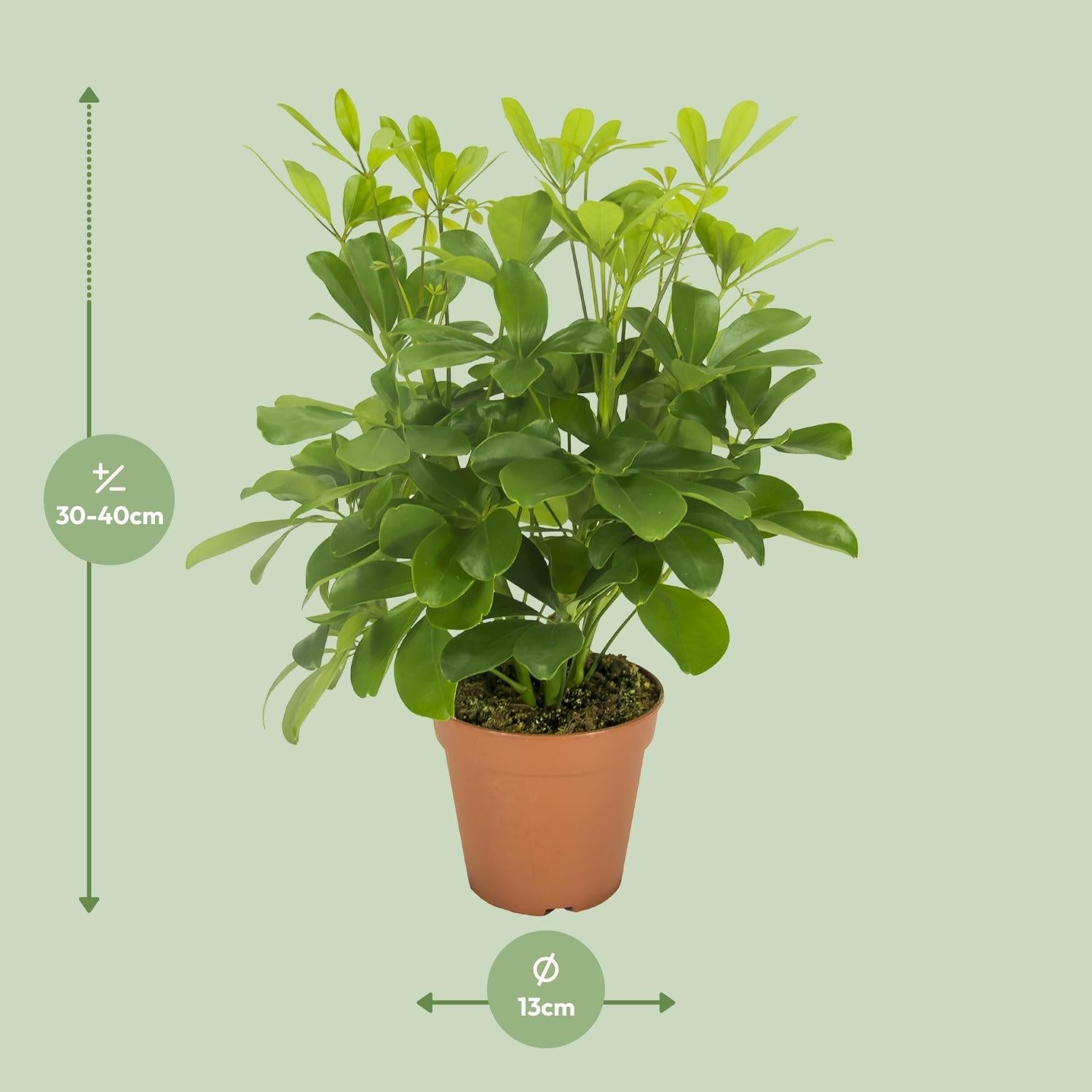green-guardia-unsere-pflanzen-schefflera-nora-schirmbaum-35-cm image 4