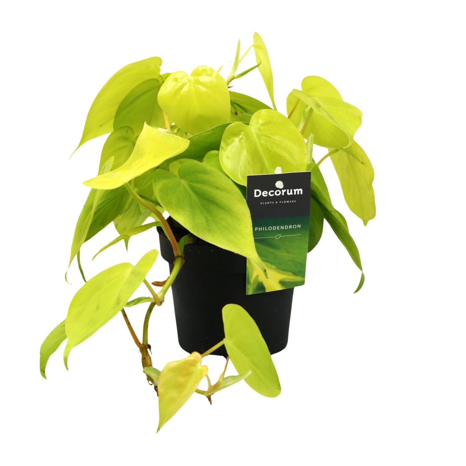 green-guardia-unsere-pflanzen-philodendron-lime-zimmerpflanze-12cm image 1