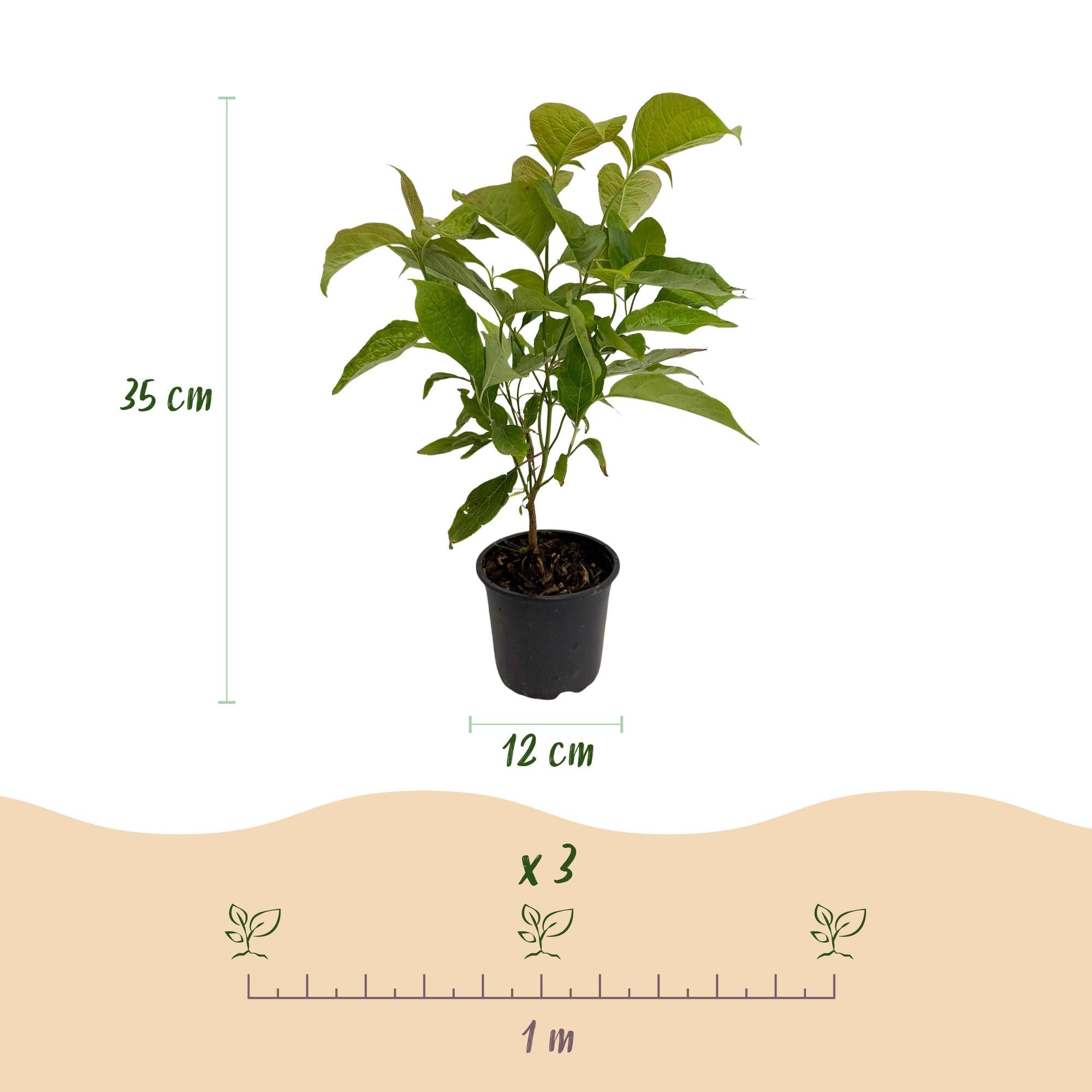 green-guardia-cornus-mas-kornelkirsche-zierstrauch-35-cm image 2