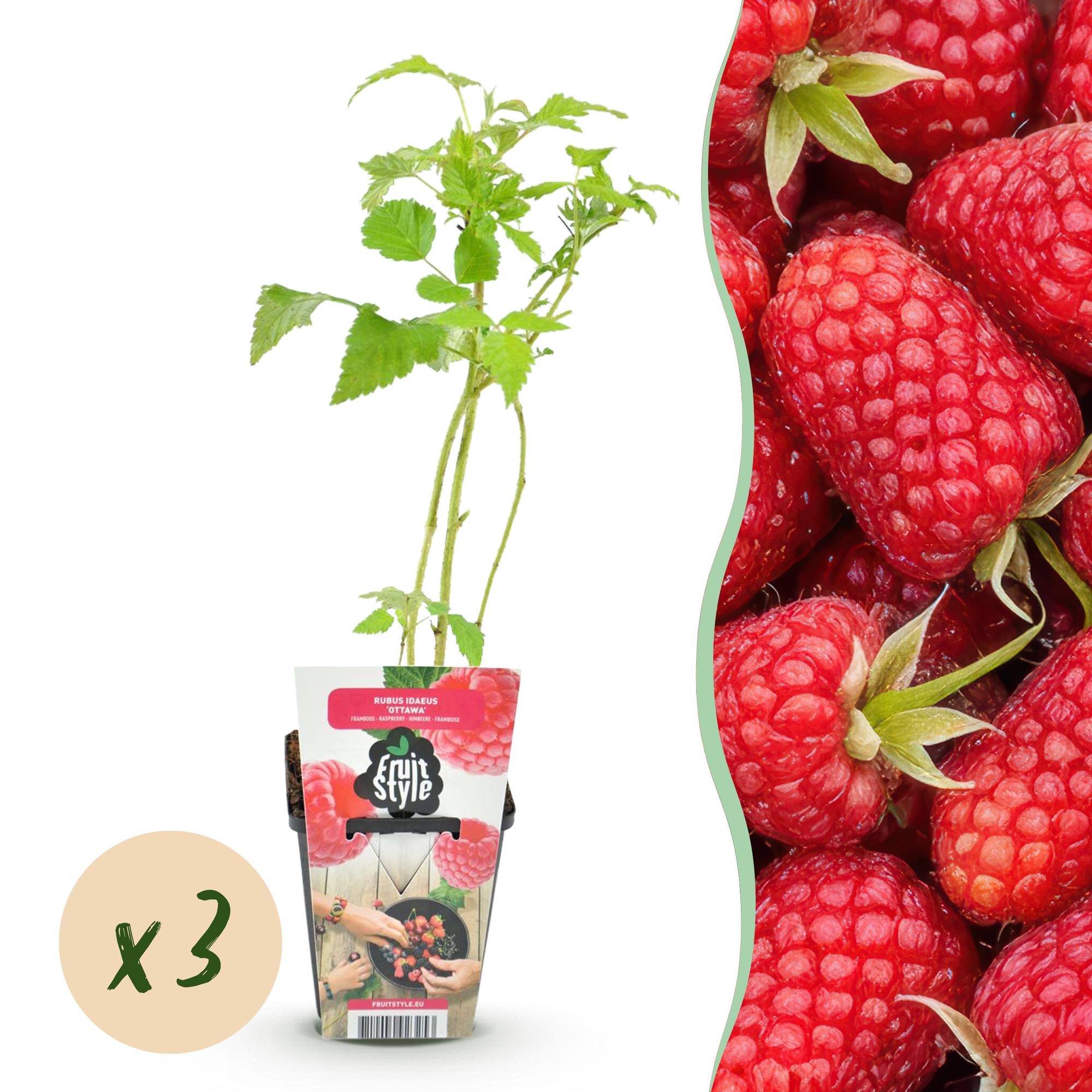 green-guardia-unsere-pflanzen-himbeere-heritage-obstpflanze-3-pflanzen image 1