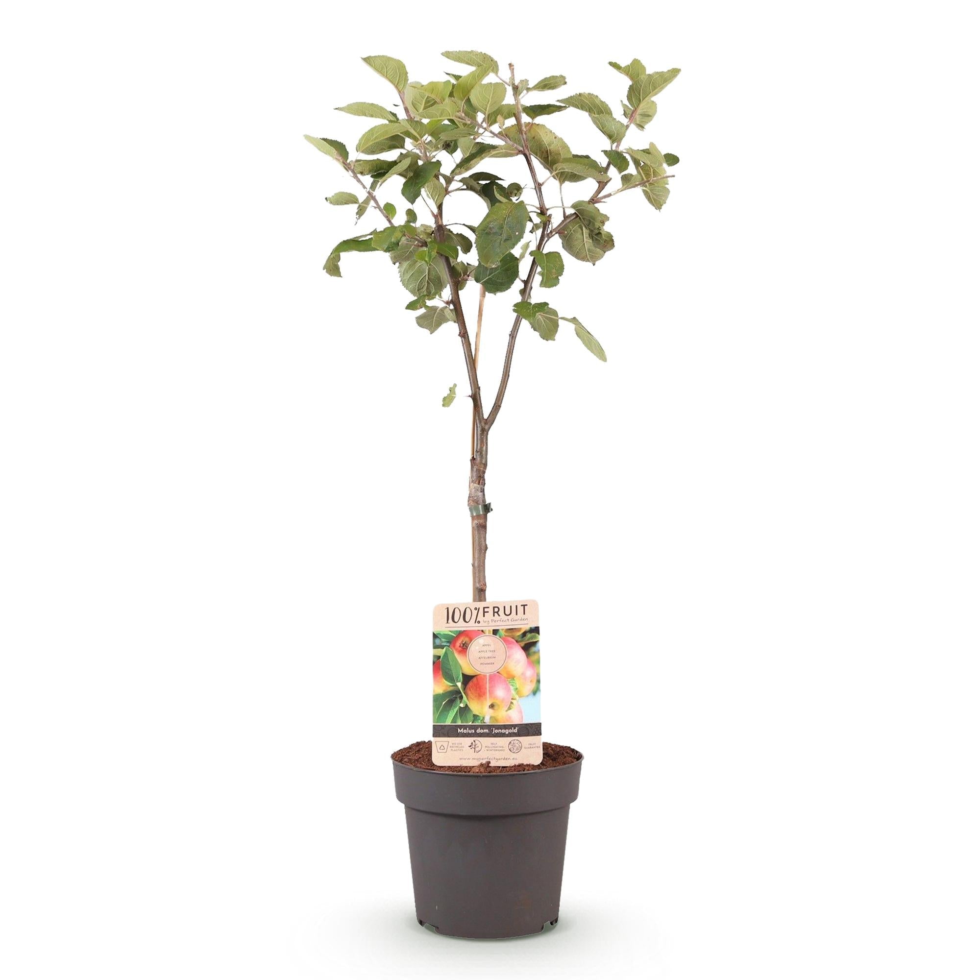 green-guardia-unsere-pflanzen-apfelbaum-jonagold-90-cm-s-s-uerlich image 2