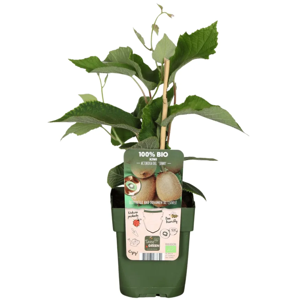 green-guardia-bio-kiwi-jungpflanze-13cm-topf-ca-20cm-3-pflanzen image 1