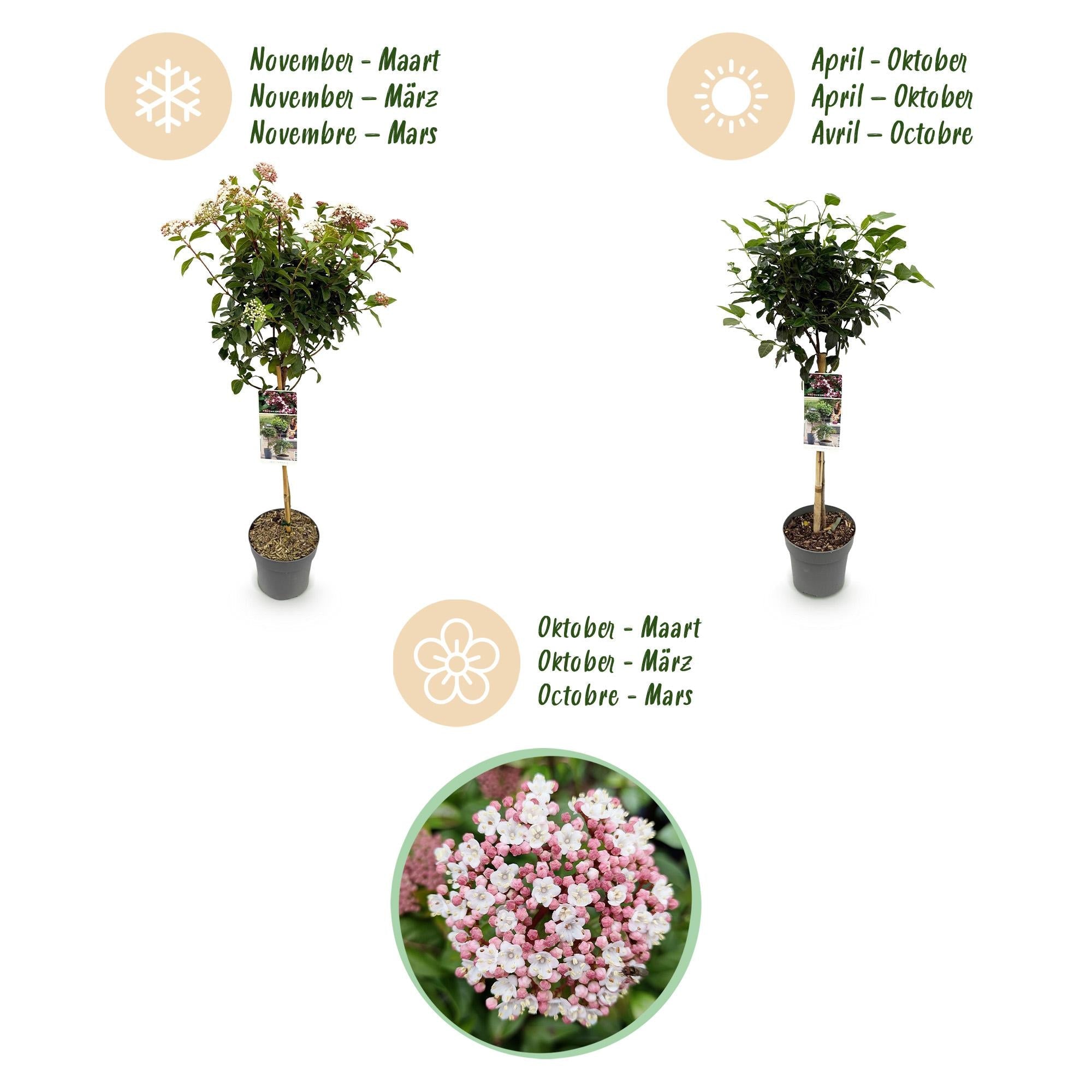 green-guardia-unsere-pflanzen-viburnum-tinus-eve-price-stamm-90cm-winterhart image 3