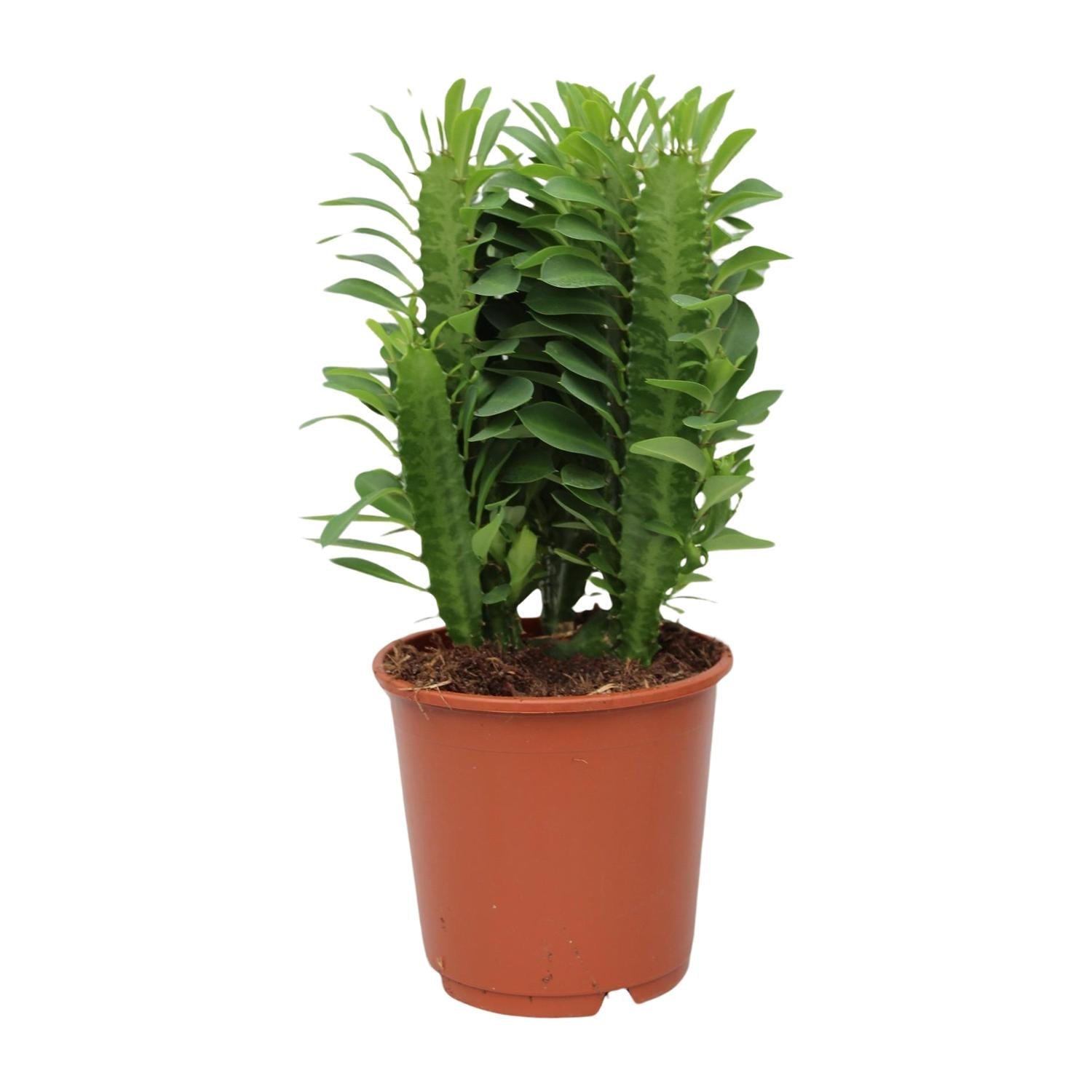 green-guardia-euphorbia-trigona-milchbaum-sukkulente-12cm-40cm image 1