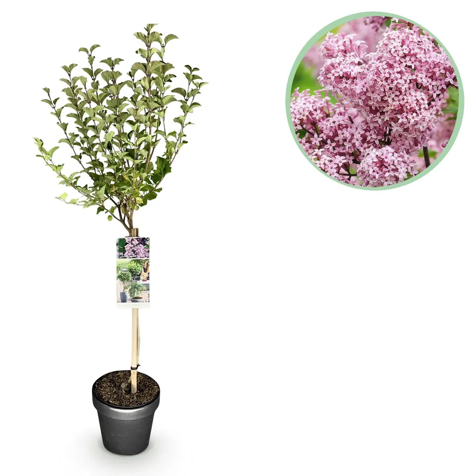 green-guardia-unsere-pflanzen-flieder-palibin-lila-19cm-topf-90cm image 1