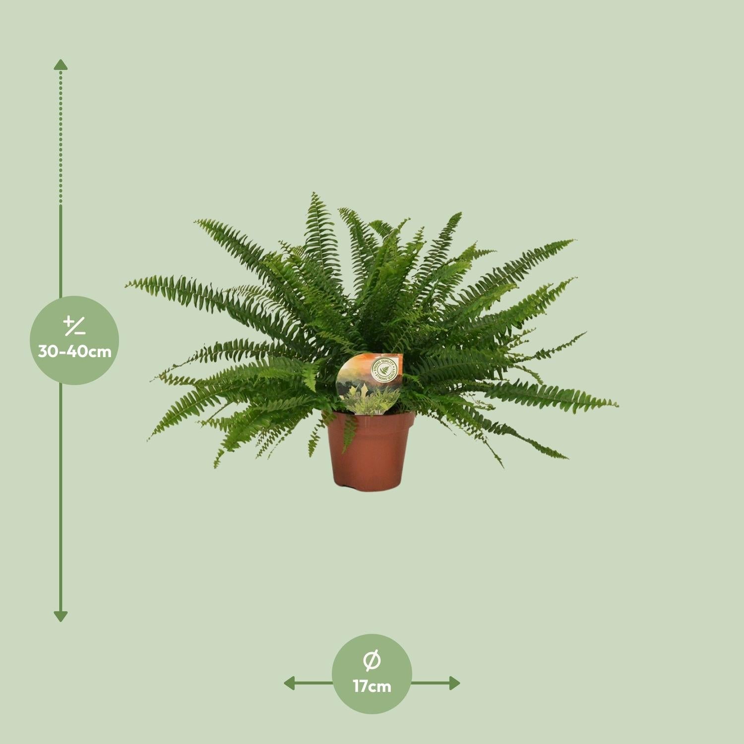 green-guardia-green-lady-farn-nephrolepis-30-cm-12-cm-topf image 6