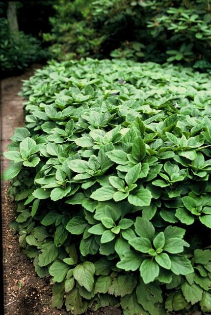 green-guardia-pachysandra-bodendecker-dickm-nnchen-6-pflanzen image 4