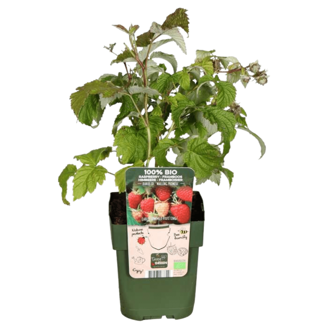 green-guardia-bio-himbeere-jungpflanze-3-pflanzen-13-cm image 1