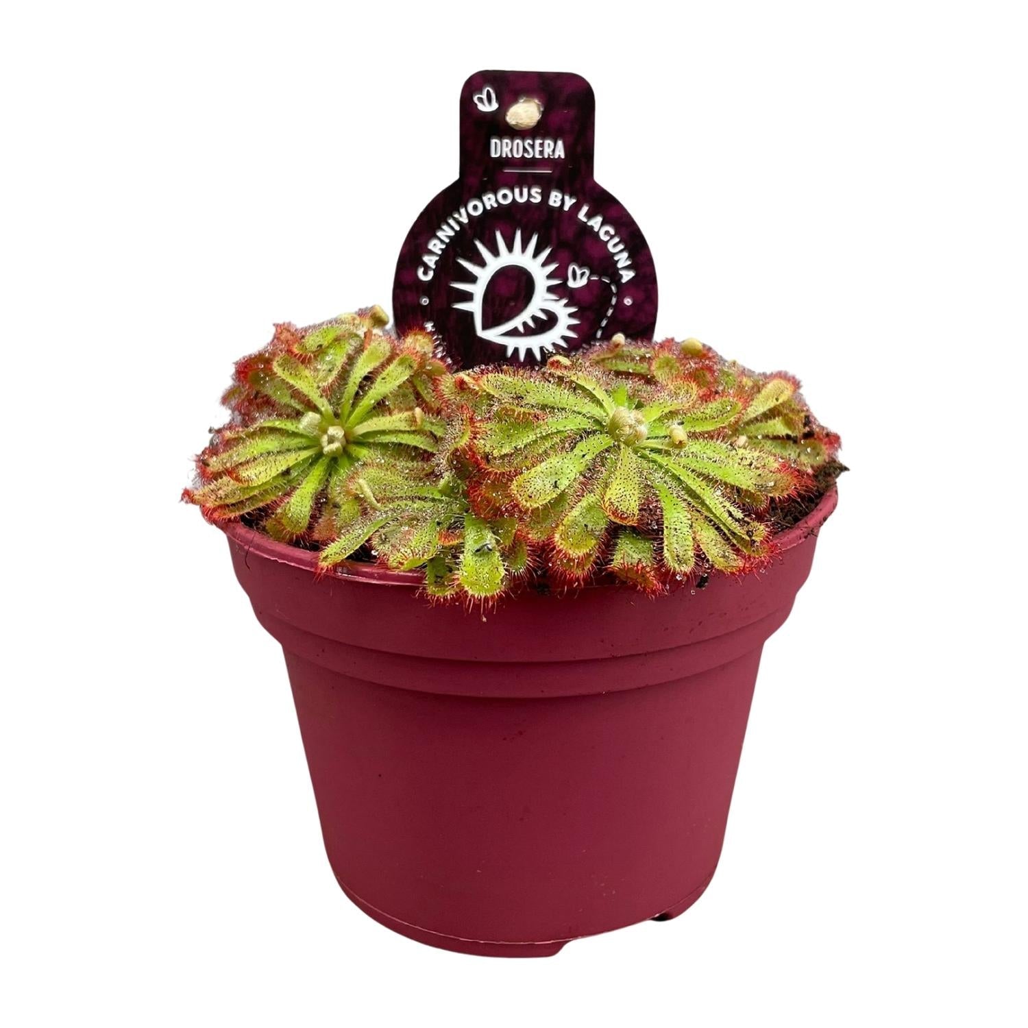 green-guardia-unsere-pflanzen-drosera-sonnentau-pflanze-12cm-topf image 1