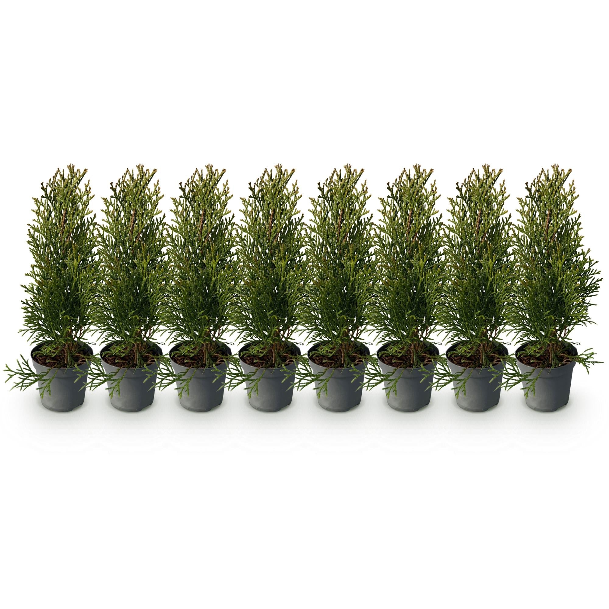 green-guardia-unsere-pflanzen-thuja-smaragd-hecke-8-pflanzen-30-35cm image 3
