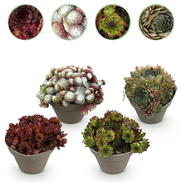 green-guardia-big-sam-sempervivum-bodendecker-4-pflanzen-winterhart image 1