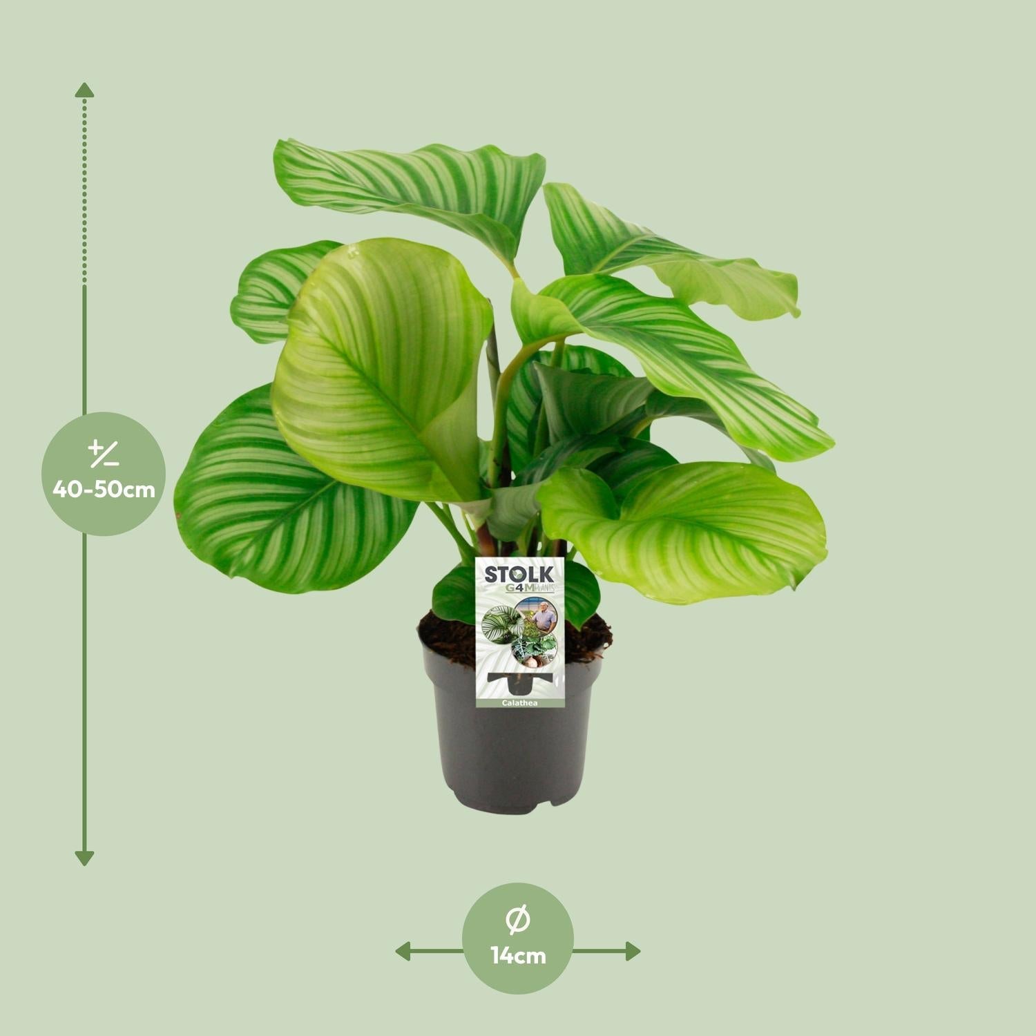 green-guardia-calathea-orbifolia-zimmerpflanze-25-65-cm image 4