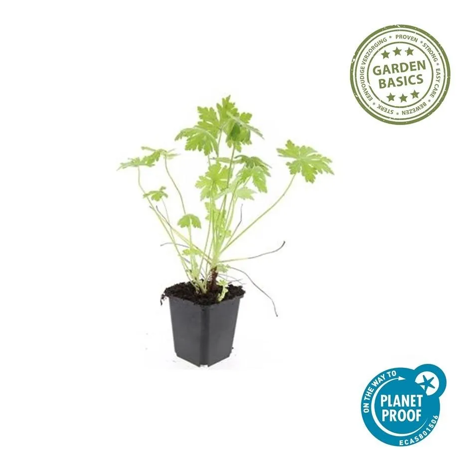 green-guardia-storchschnabel-geranium-macrorrhizum-staude-6-pflanzen image 1