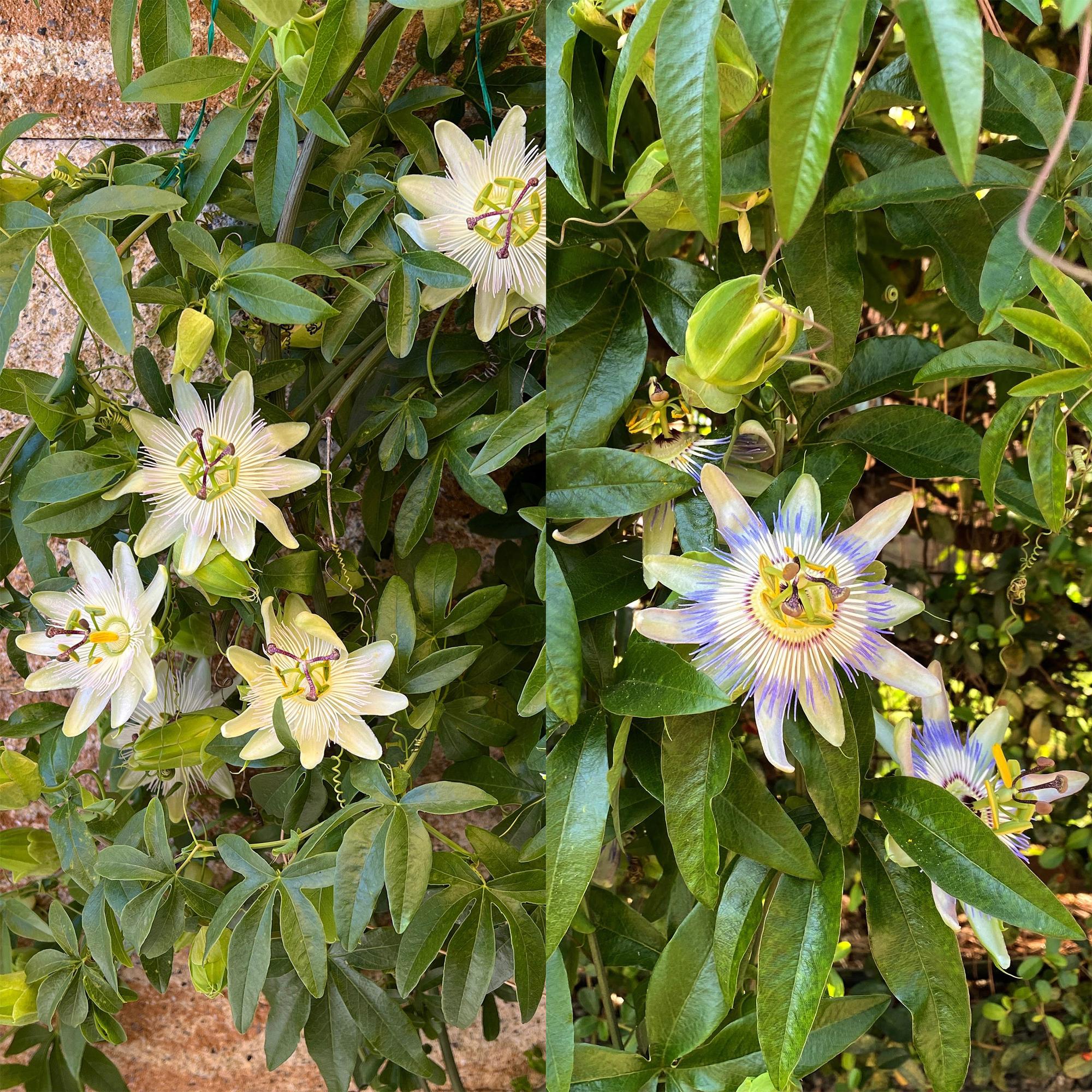 green-guardia-unsere-pflanzen-passiflora-tricolour-passionsblume-3-pflanzen image 4