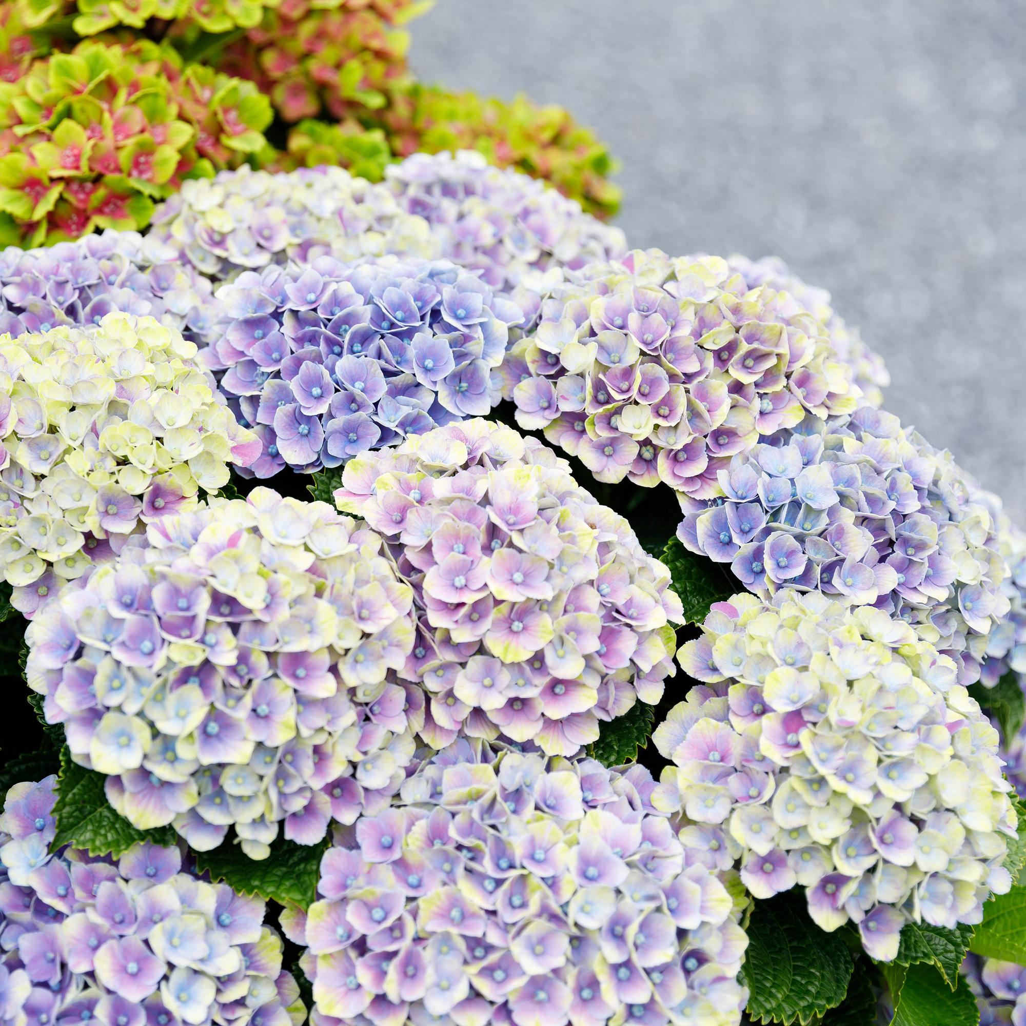 green-guardia-unsere-pflanzen-magical-jewel-blue-hortensie-23cm-topf image 5