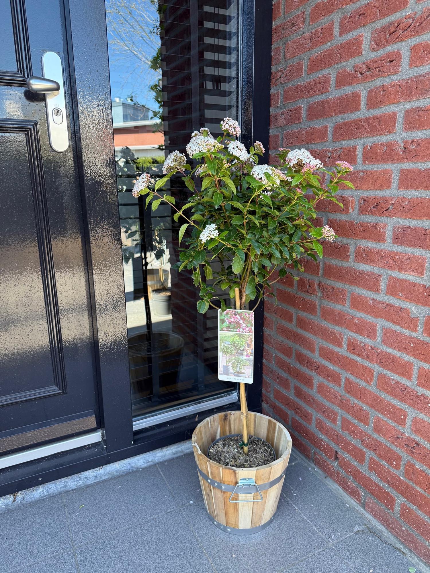 green-guardia-unsere-pflanzen-viburnum-tinus-eve-price-stamm-90cm-winterhart image 4
