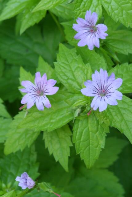 green-guardia-geranium-nodosum-storchschnabel-6-pflanzen image 4