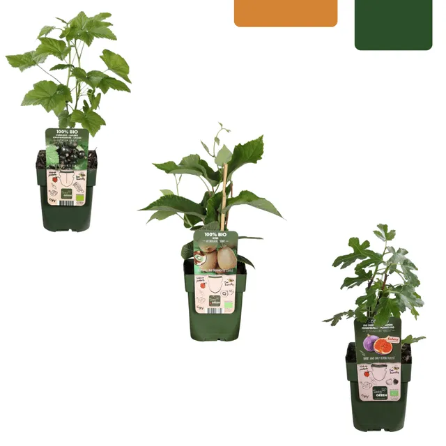 green-guardia-s-e-ernte-trio-bio-obstpflanzen-set-3-sorten image 1
