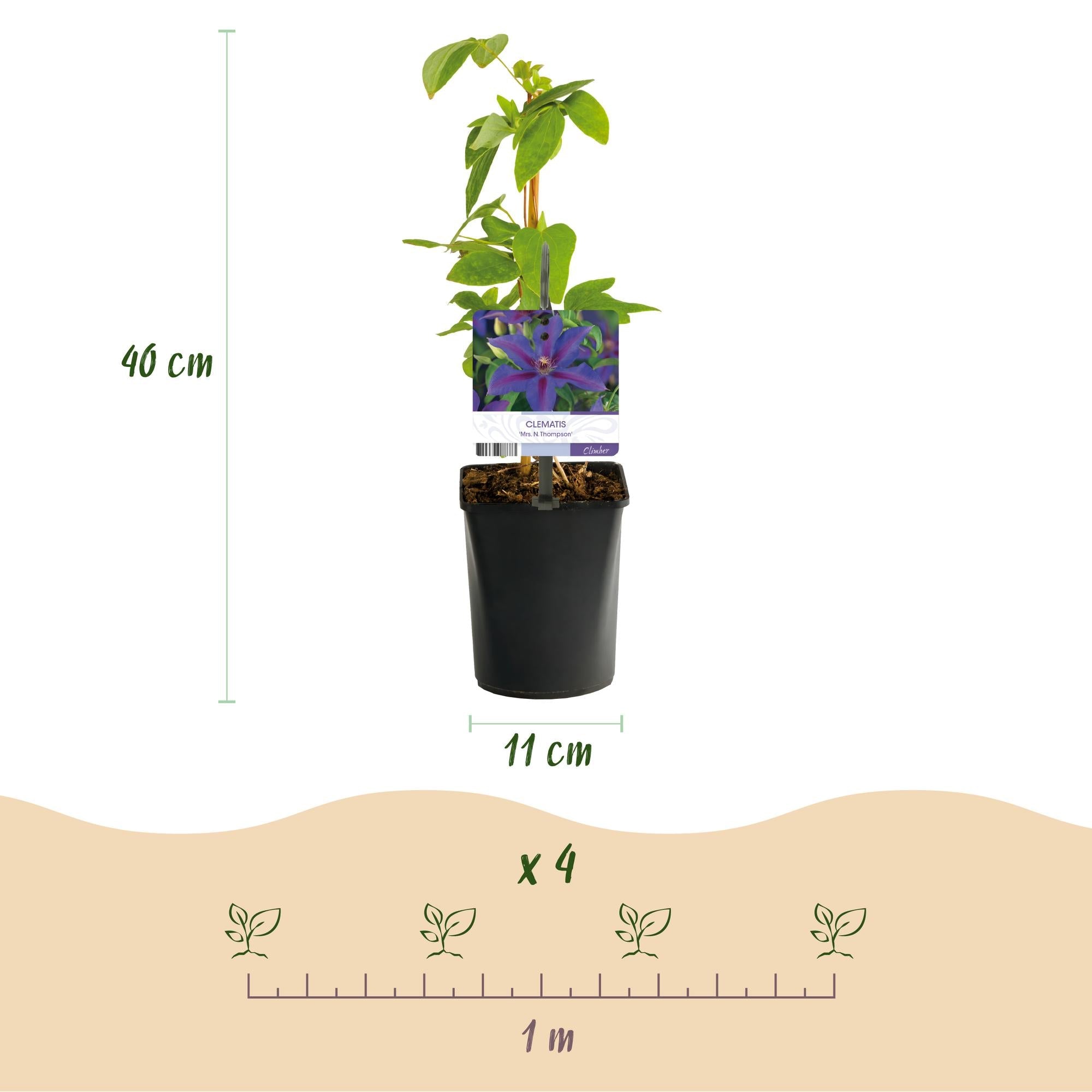 green-guardia-clematis-mrs-n-thompson-kletterpflanze-2x-11cm-rosa image 2