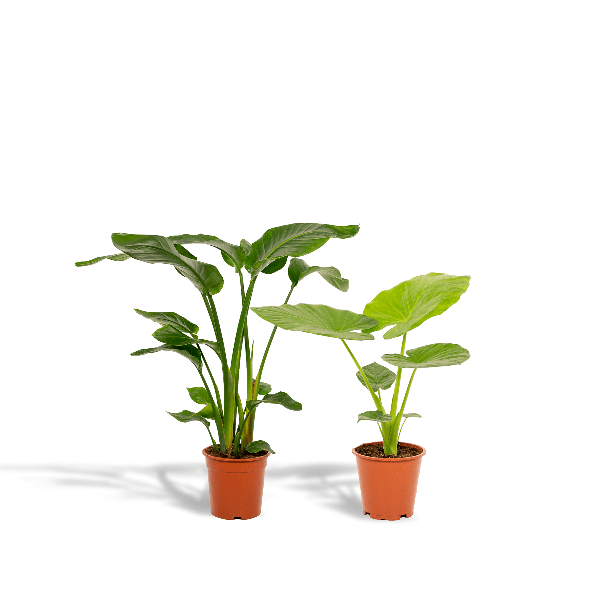 green-guardia-strelitzia-alocasia-paradiesvogelblume-2-pflanzen-70cm image 1