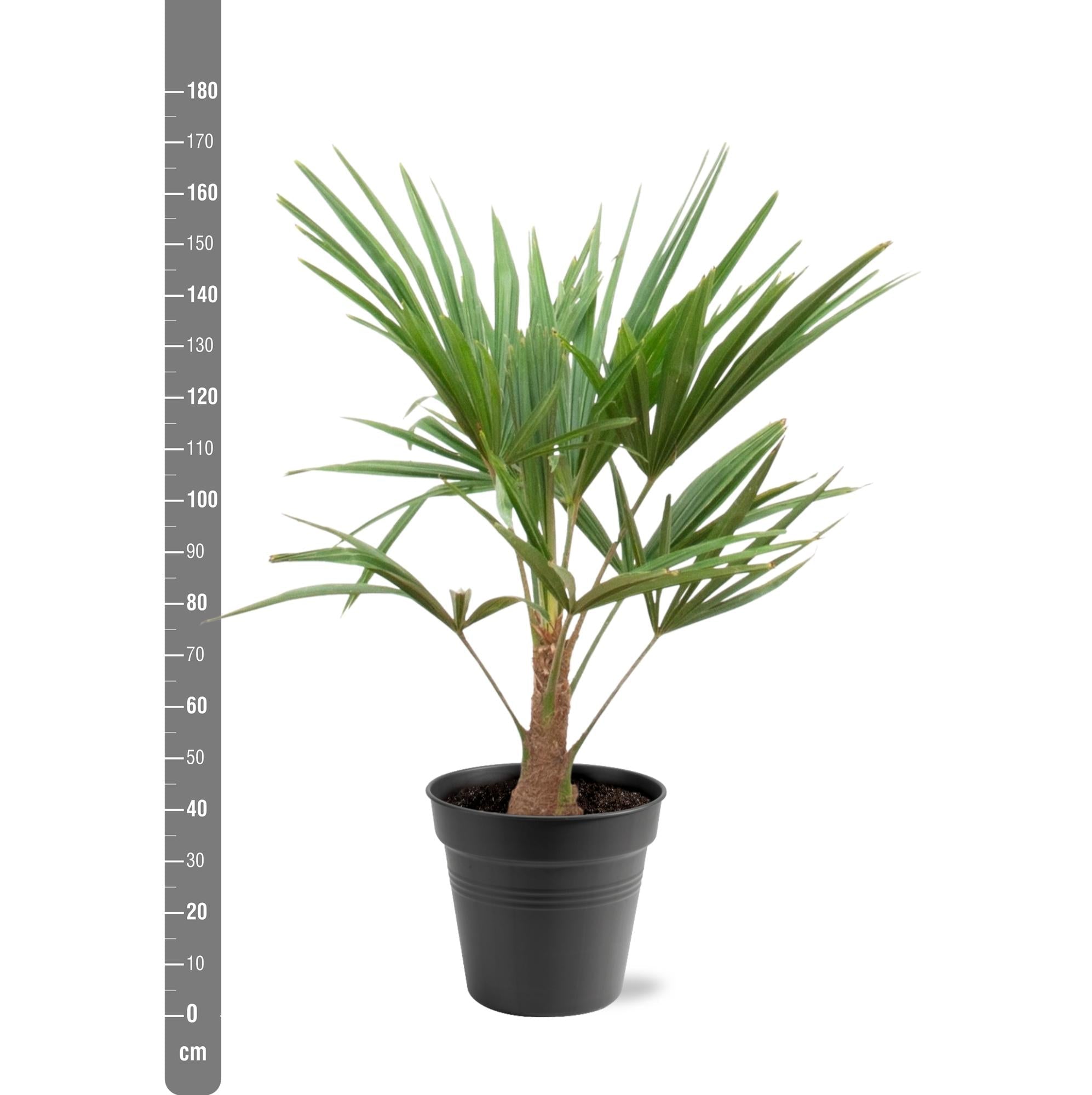 green-guardia-trachycarpus-fortunei-hanfpalme-90-100-cm-21-cm image 2