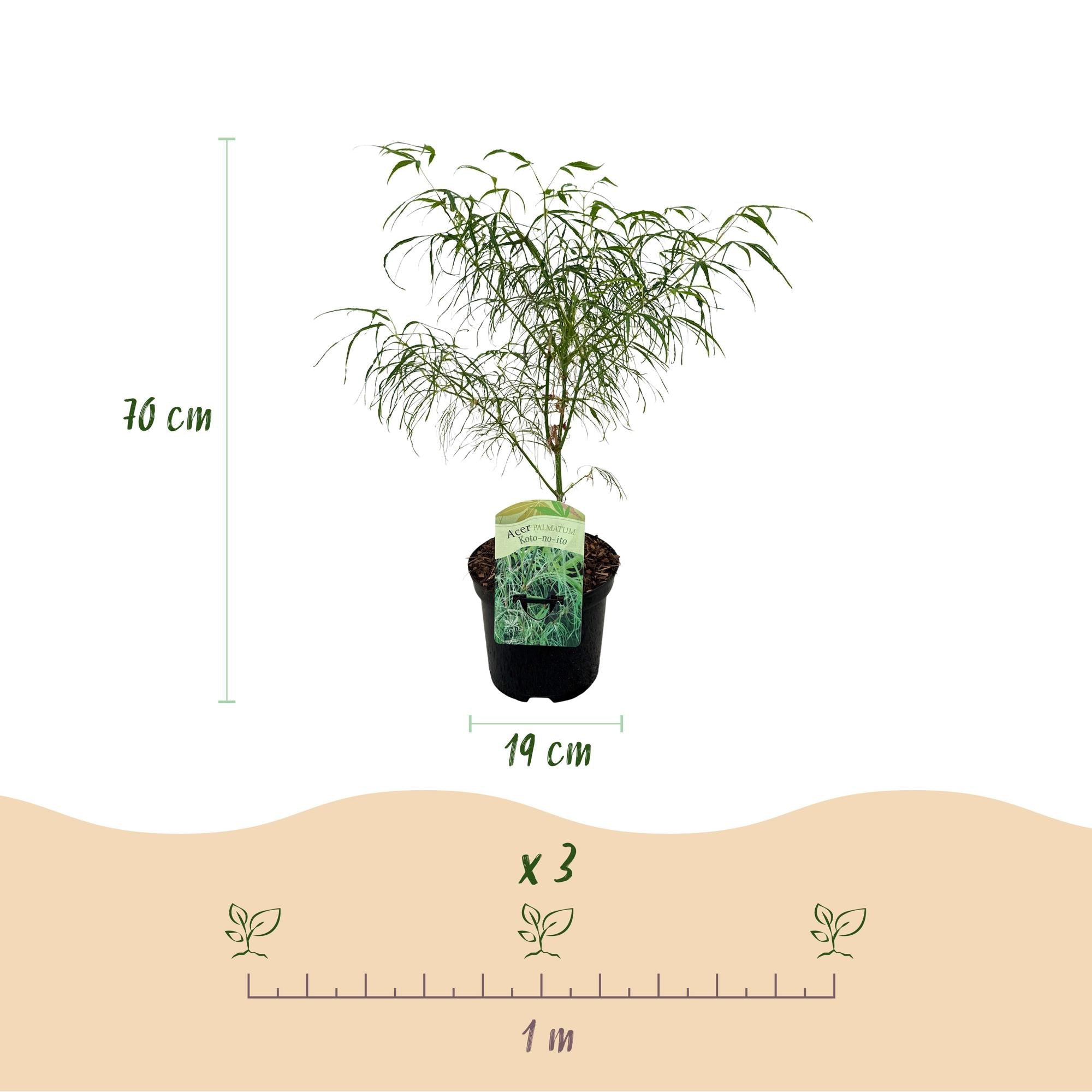 green-guardia-koto-no-ito-japanischer-ahorn-ziergeh-lz-70-cm image 2