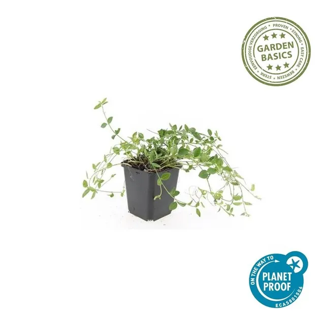 green-guardia-unsere-pflanzen-vinca-minor-gertrude-jekyll-immergr-n-6x-wei image 1