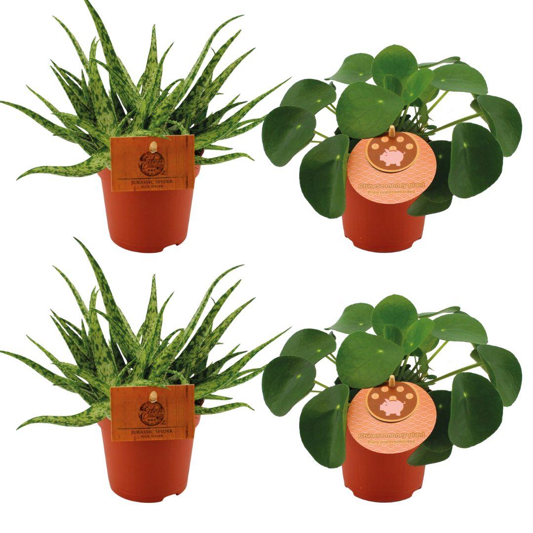 green-guardia-unsere-pflanzen-aloe-spider-pilea-set-zimmerpflanze-4er image 1