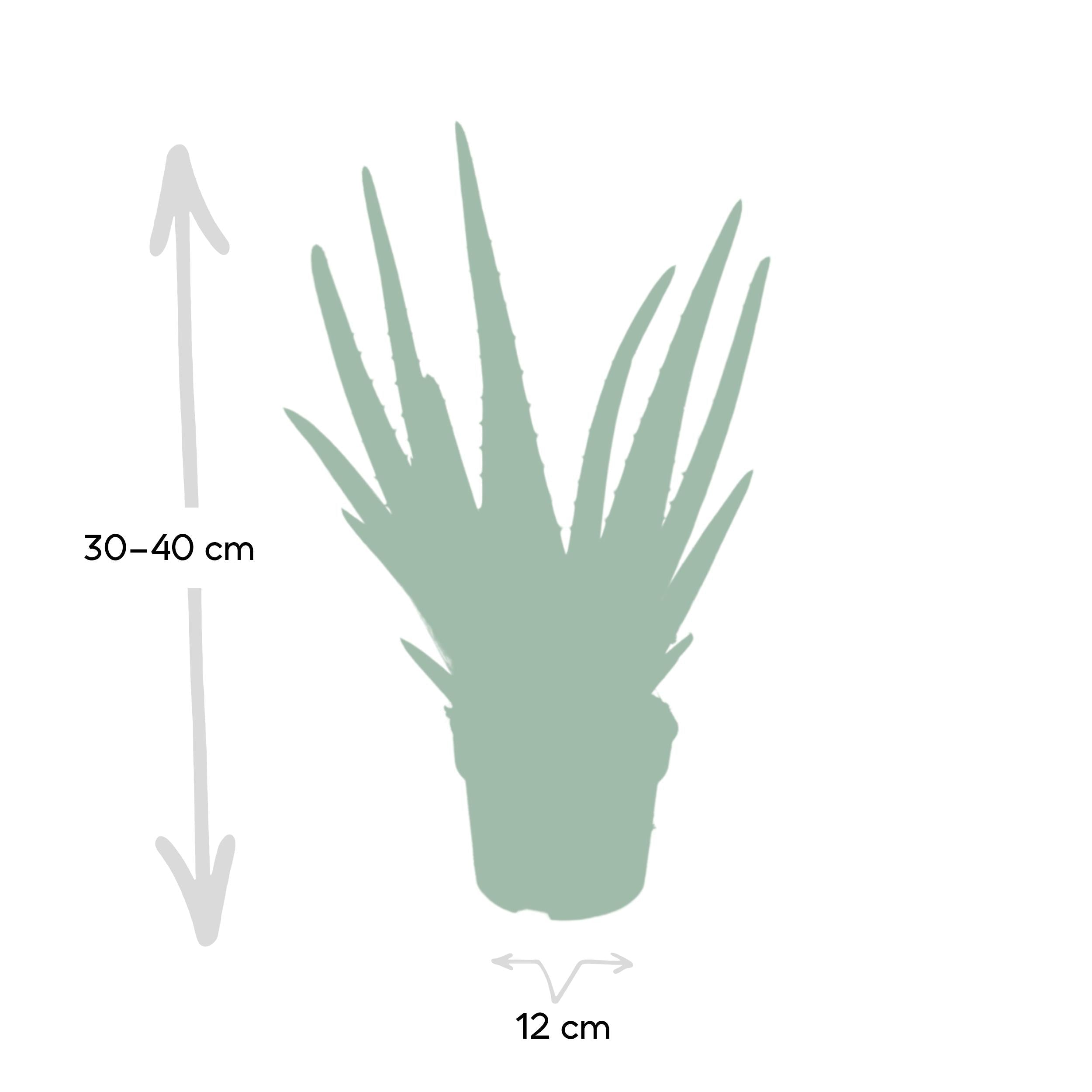 green-guardia-aloe-vera-echte-aloe-sukkulente-45-cm-14-cm image 2