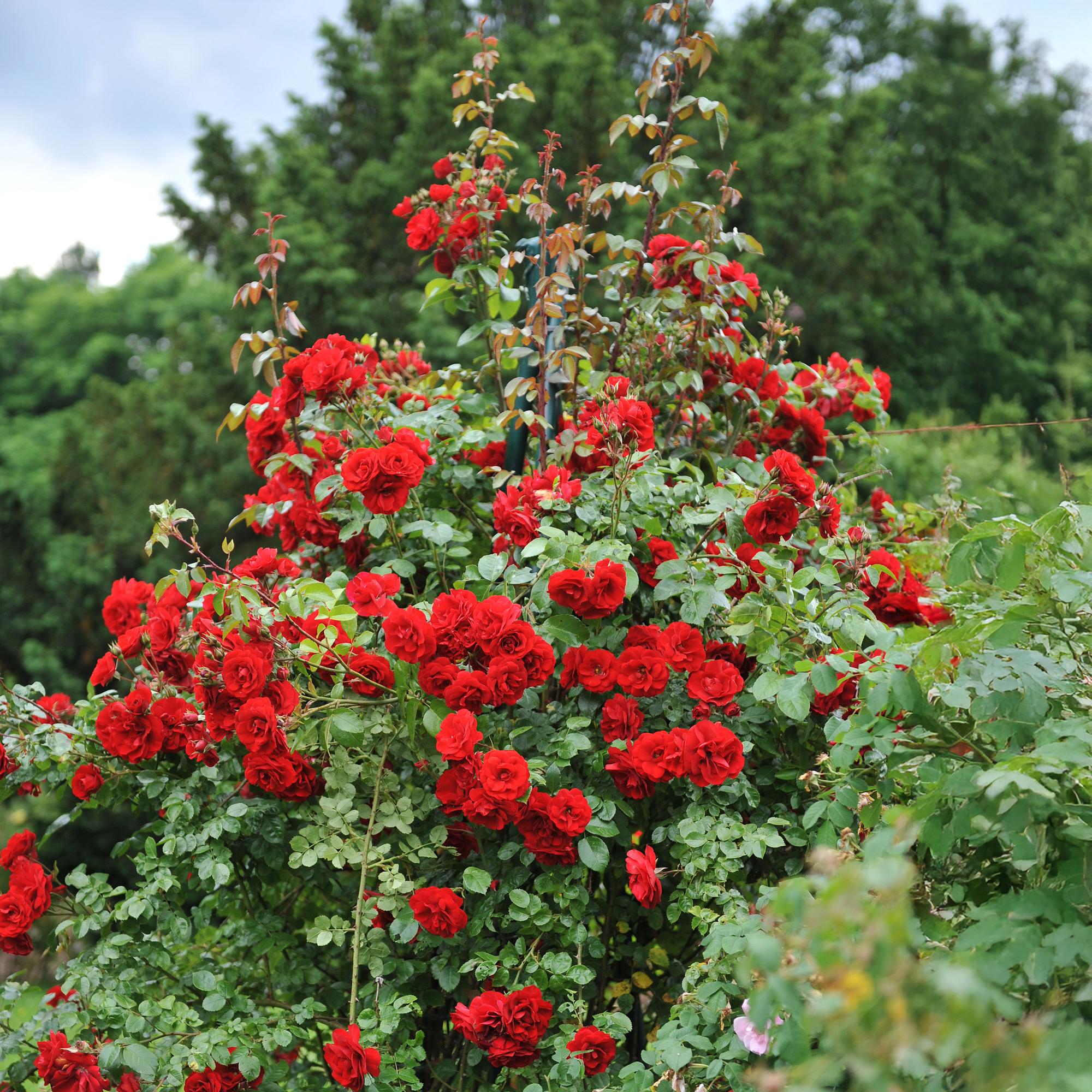 green-guardia-unsere-pflanzen-rosa-red-queen-kletterrose-rot-2-pflanzen image 5