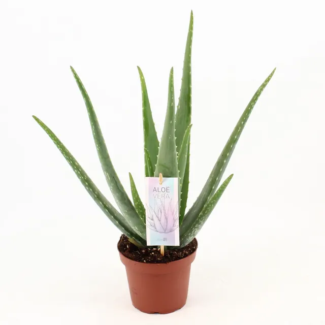 green-guardia-aloe-vera-echte-aloe-sukkulente-45-cm-14-cm image 1