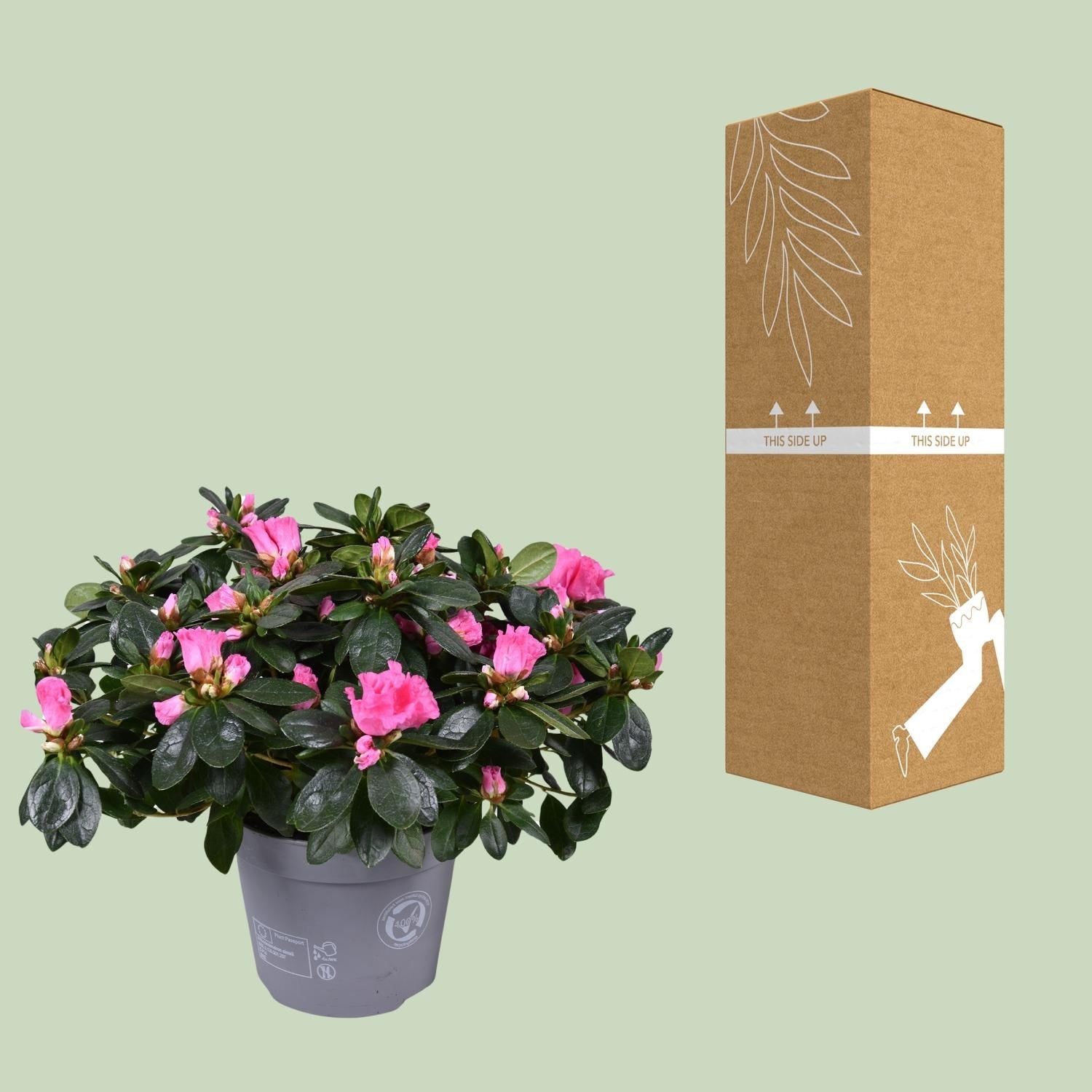 green-guardia-unsere-pflanzen-azalea-rose-vogel-zimmerpflanze-14cm-rosa image 3