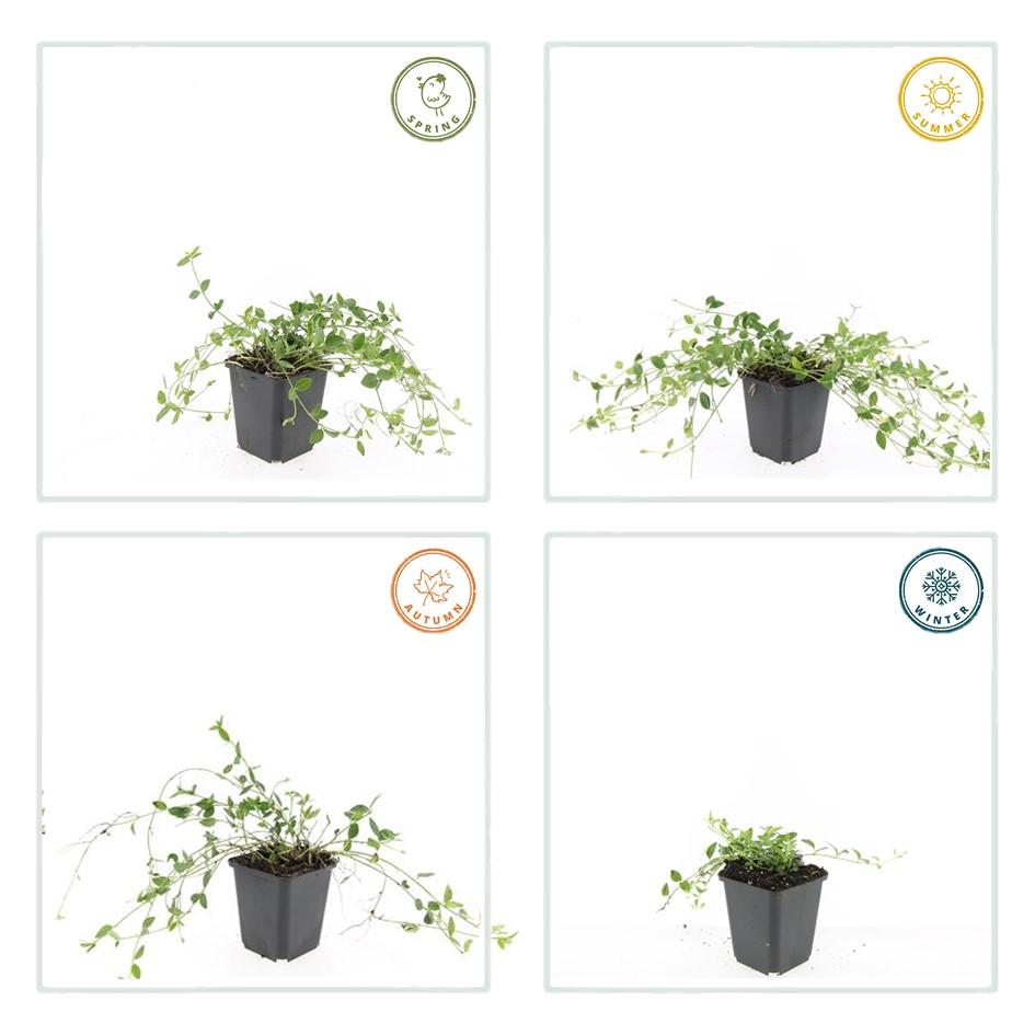 green-guardia-unsere-pflanzen-vinca-minor-gertrude-jekyll-immergr-n-6x-wei image 3