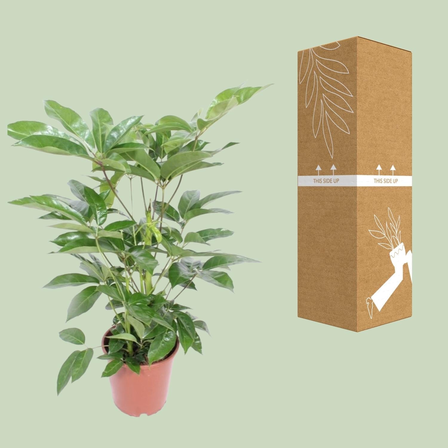 green-guardia-schefflera-amate-strahlenaralie-24-cm-100-cm image 3