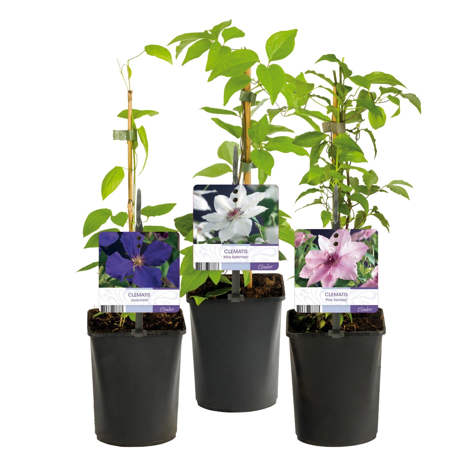 green-guardia-clematis-tricolour-kletterpflanze-3x-11cm-rosa-wei image 2