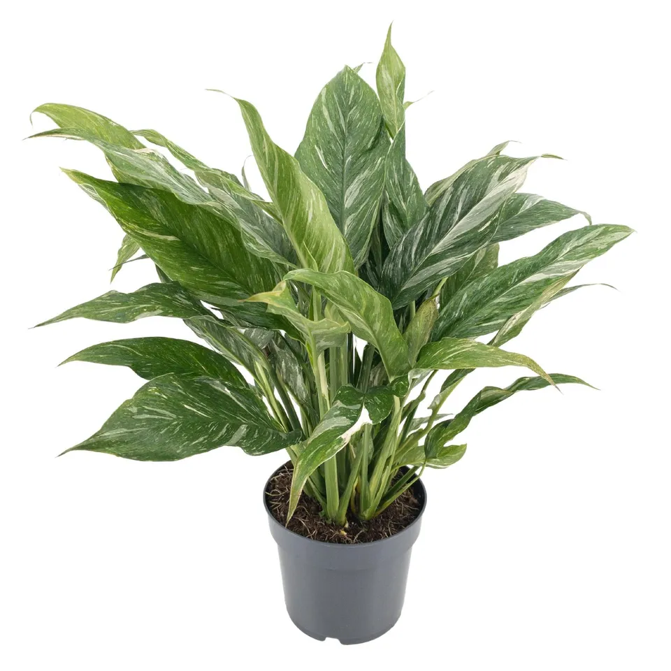 green-guardia-diamond-variegata-dieffenbachie-55-cm-14-cm-topf image 1