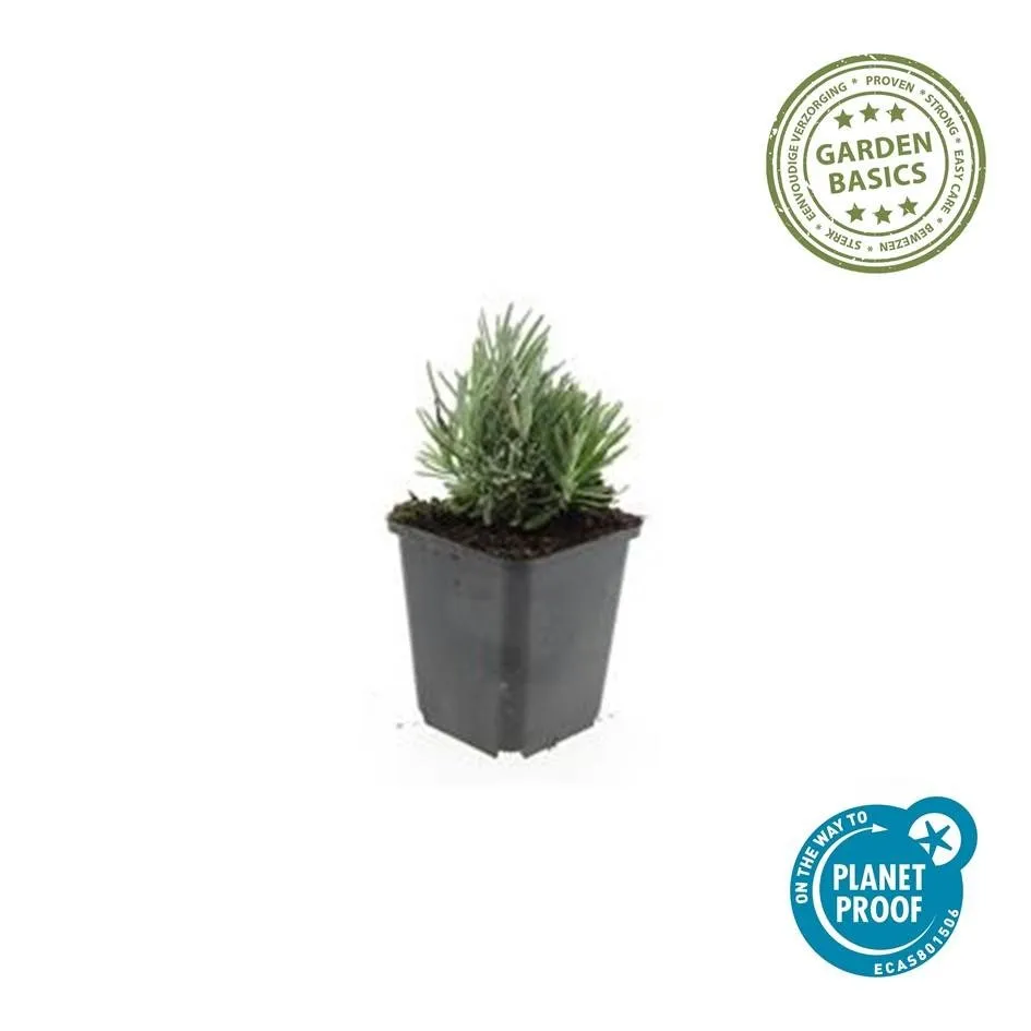 green-guardia-unsere-pflanzen-lavendel-dwarf-blue-6-st-ck image 1