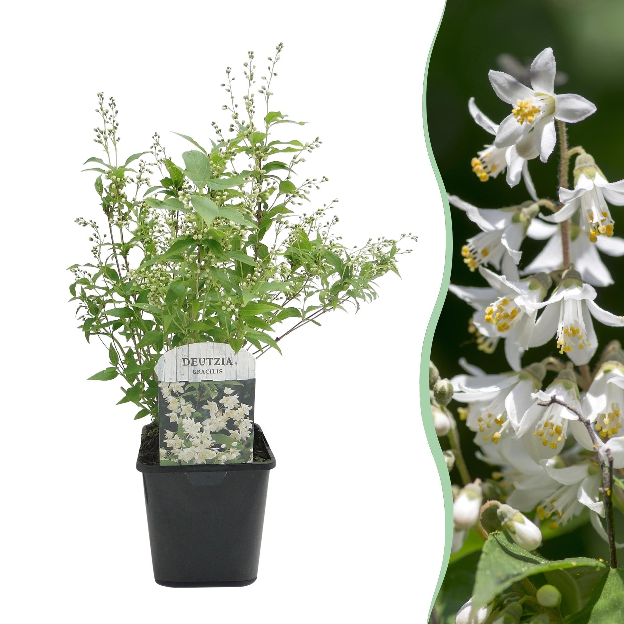 green-guardia-maiblumenstrauch-deutzia-zierstrauch-wei-45cm image 1