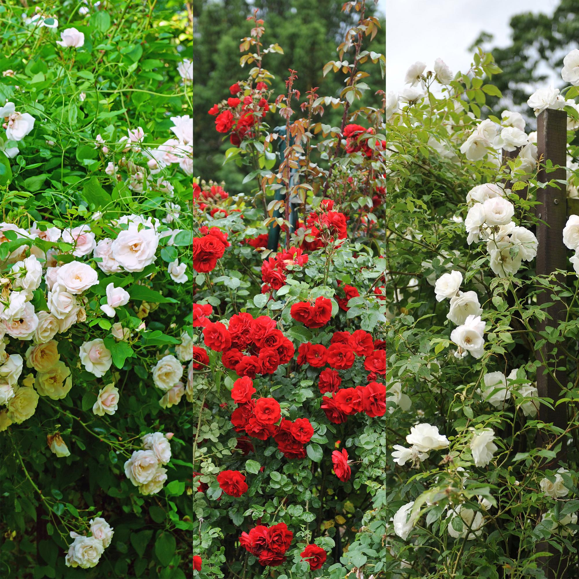 green-guardia-rosa-tricolour-kletterrose-3-pflanzen-40-cm image 4