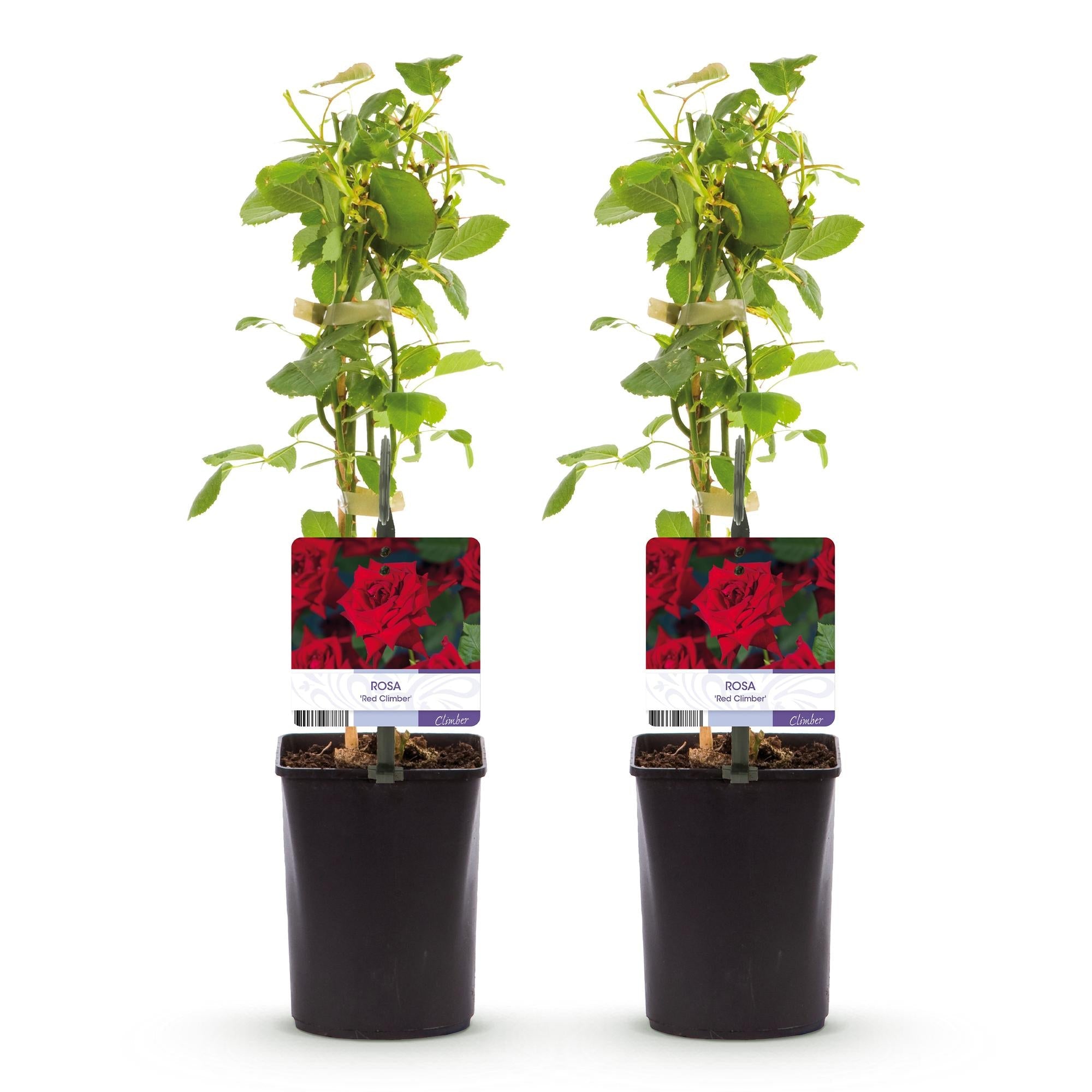 green-guardia-red-climber-kletterrose-rot-2-pflanzen-11cm image 3