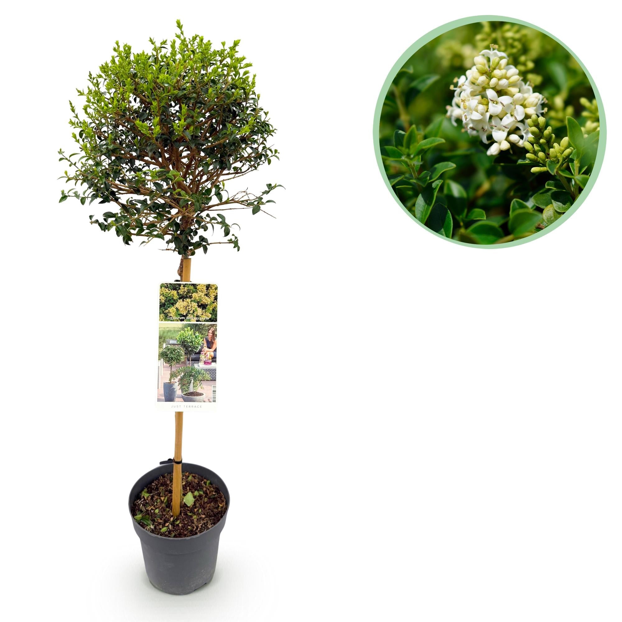 green-guardia-unsere-pflanzen-ligustrum-delavayanum-90-cm-stamm image 1