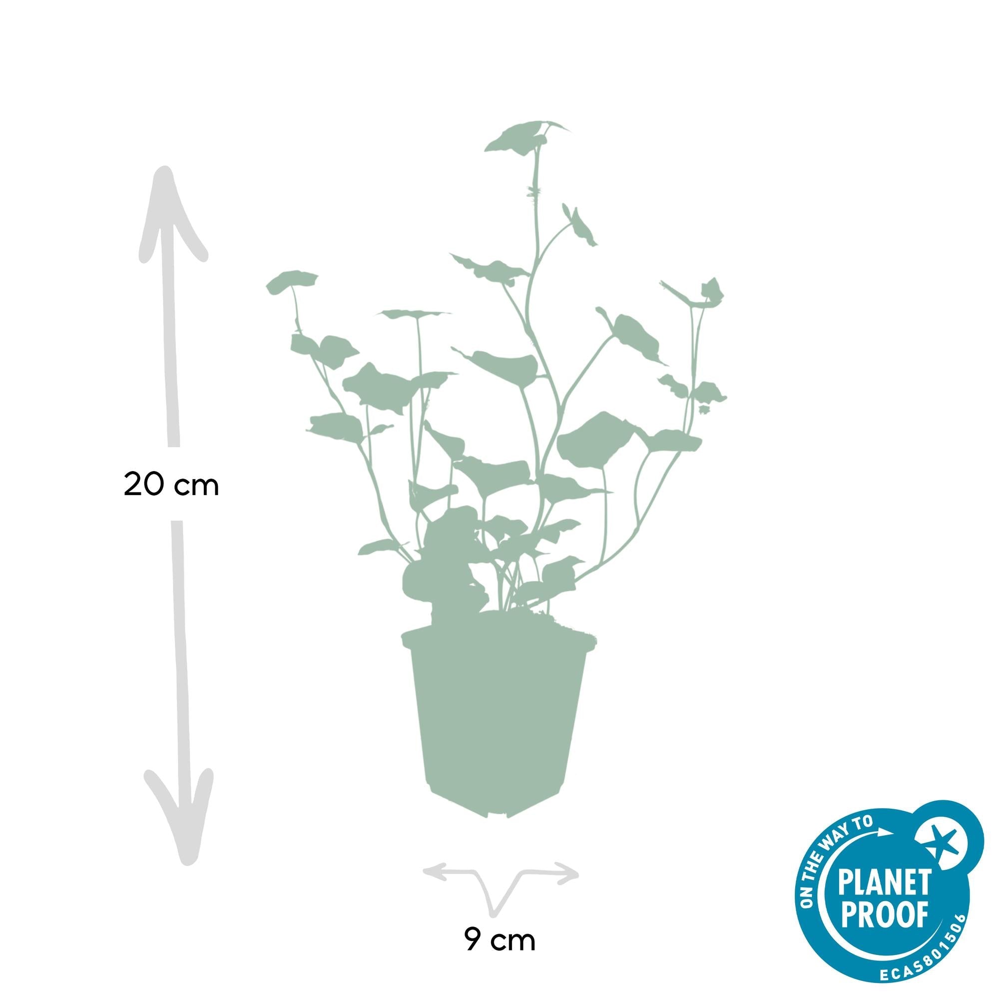 green-guardia-unsere-pflanzen-hedera-efeu-irischer-9cm-topf image 2