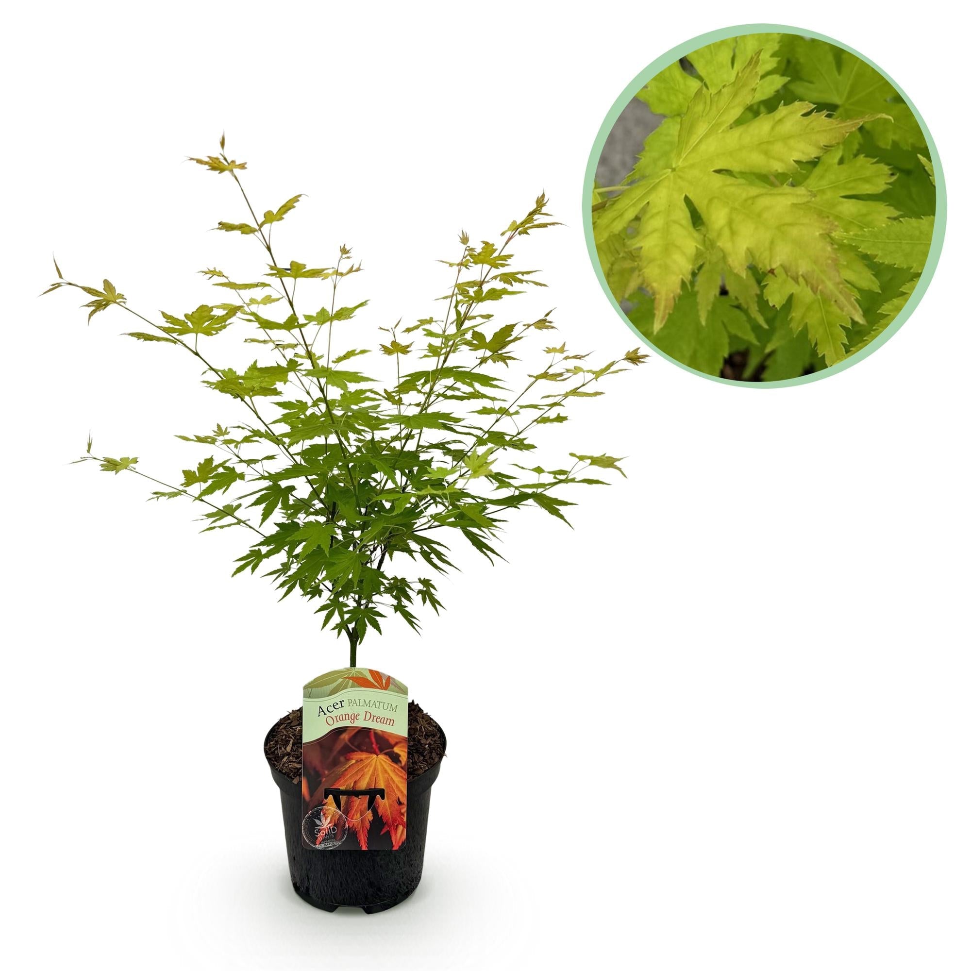 green-guardia-unsere-pflanzen-orange-dream-japanischer-ahorn-70cm image 1