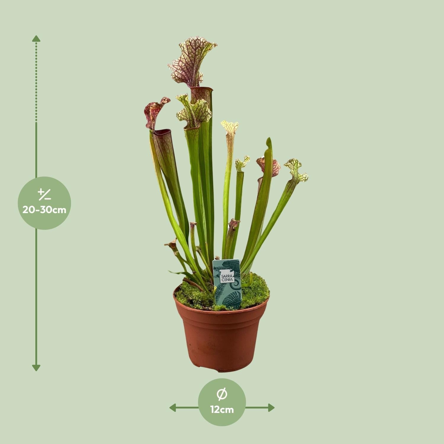 green-guardia-sarracenia-psittacina-schlauchpflanze-12cm-fleischfressend image 8