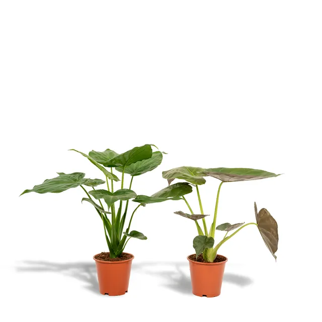 green-guardia-unsere-pflanzen-alocasia-elefantenohr-2-pflanzen-60cm image 1